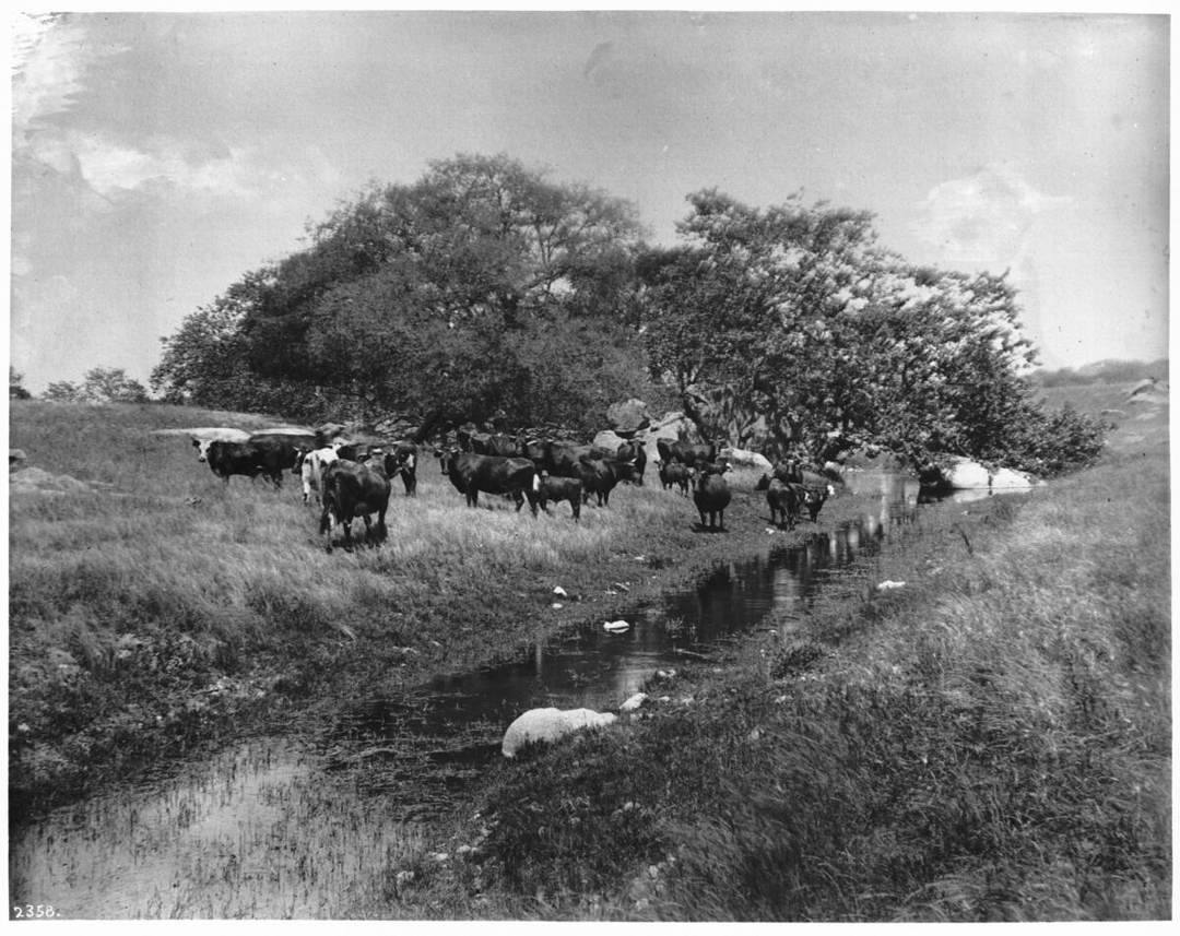 cattle_stream_santa_margarita_1900_CHS-2358.jpg