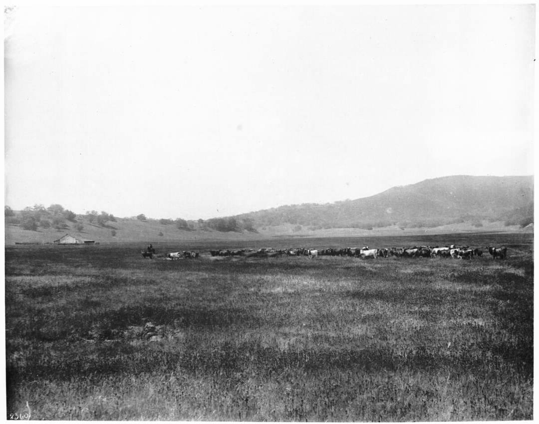 herd_cattle_santa_margarita_1900_CHS-2360.jpg