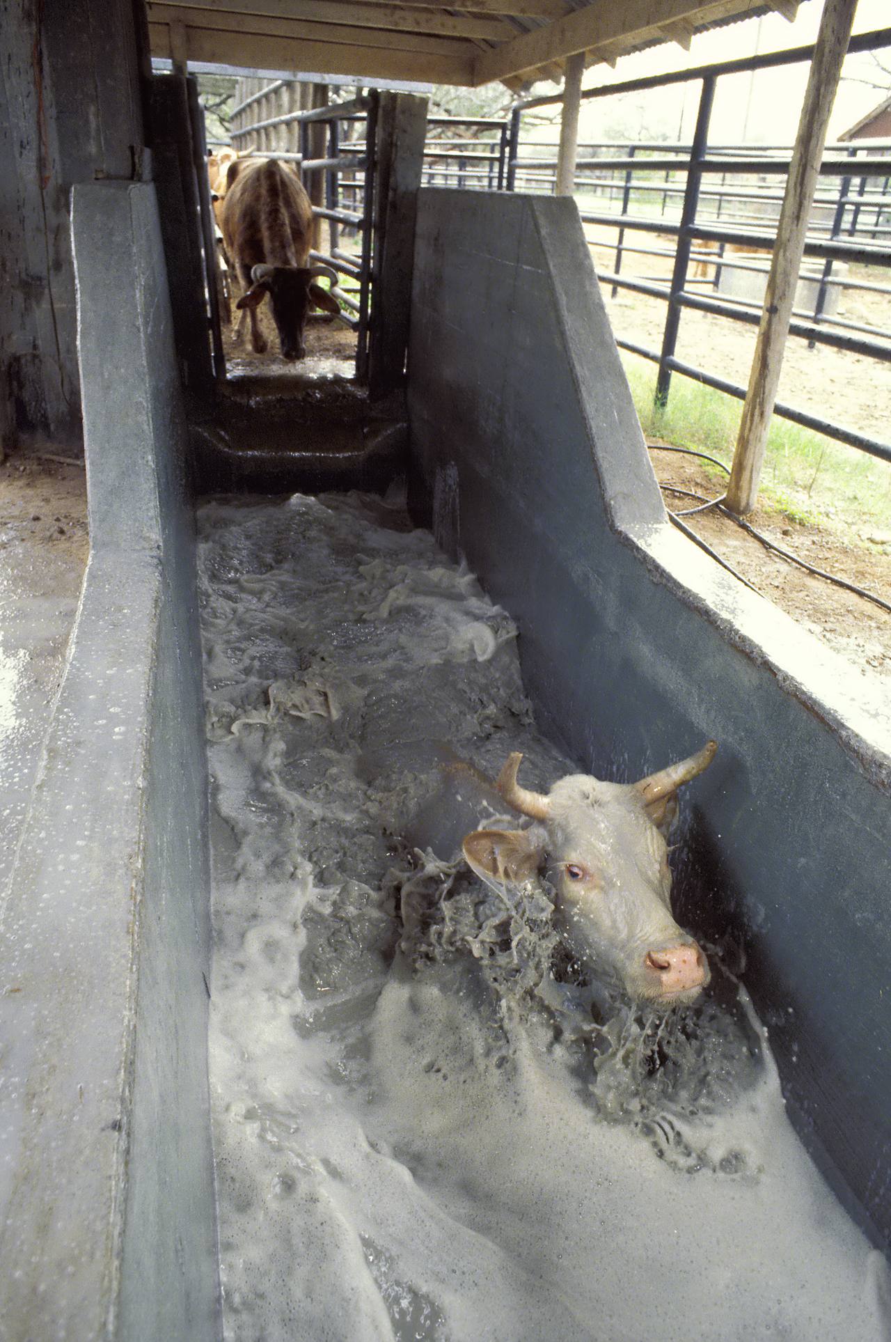 USDA_ARS_cattle_fever_tick_dipping_vat_PD.jpg